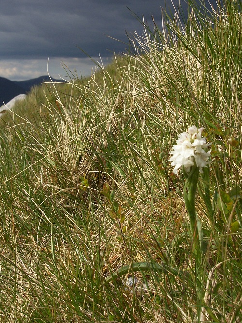 Uird Beinn Sgulaird | Scottish Landscape Art - Scottish Landscape Paintings