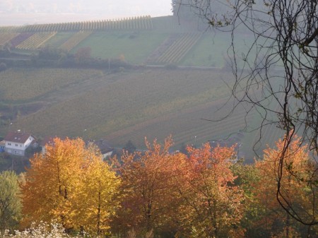 Autumn colours south of Speyer