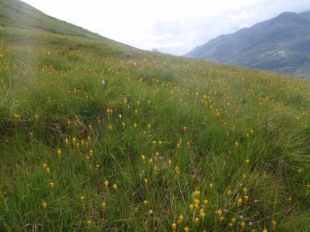 Wild flowers on the slopes of Mam na Gualainn